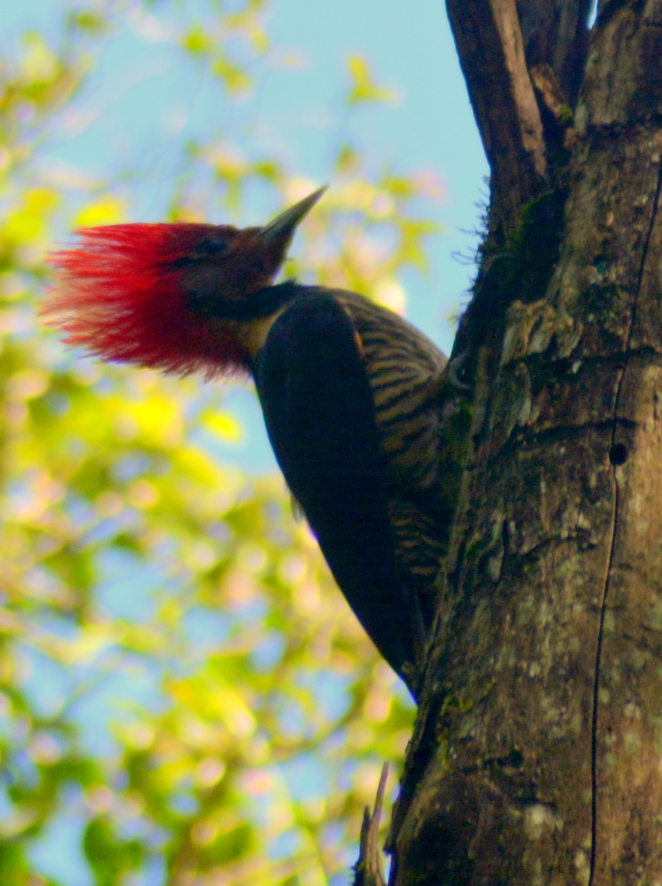 Helmeted Woodpecker (Celeus galeatus), photo 2