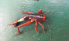 Cratomelus armatus