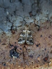 Elophila responsalis