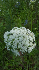 Heracleum maximum