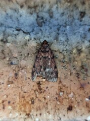 Mimaglossa nauplialis