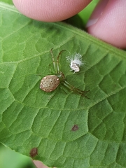 Diaea ambara