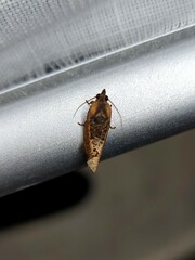 Cryptophlebia ombrodelta