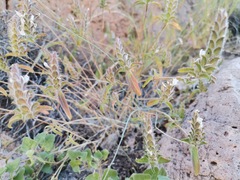 Tetramerium