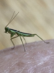 Orthodera ministralis