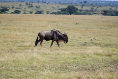Connochaetes taurinus mearnsi