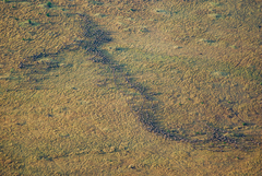 Connochaetes taurinus mearnsi