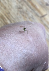 Orthodera ministralis