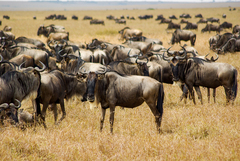 Connochaetes taurinus mearnsi