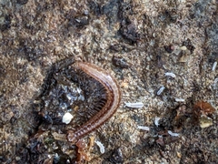 Caseyidae