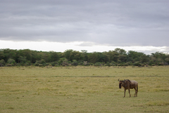 Connochaetes taurinus albojubatus