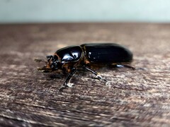 Aulacocyclus edentulus