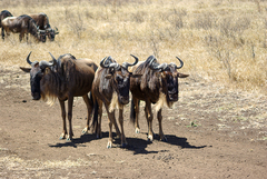 Connochaetes taurinus mearnsi