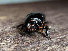 Aulacocyclus edentulus