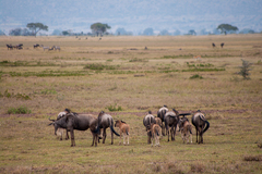 Connochaetes taurinus mearnsi