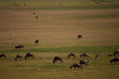 Connochaetes taurinus mearnsi