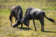 Connochaetes taurinus mearnsi