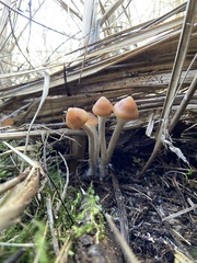 Psilocybe azurescens