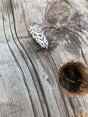 Hypercompe permaculata