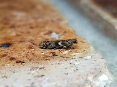 Ephestiopsis oenobarella