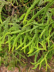 Sticherus flagellaris