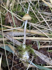 Psilocybe azurescens