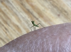 Orthodera ministralis