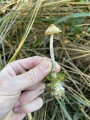 Psilocybe azurescens