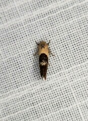 Hypertropha chlaenota