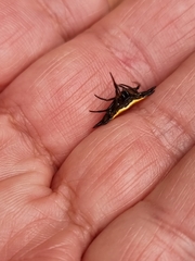 Gasteracantha quadrispinosa