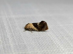 Hypertropha chlaenota