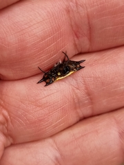 Gasteracantha quadrispinosa