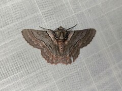 Hypobapta tachyhalotaria