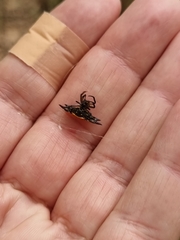 Gasteracantha quadrispinosa