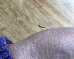 Orthodera ministralis