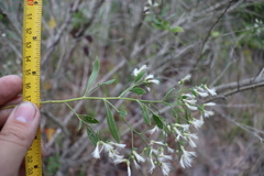 Baccharis halimifolia