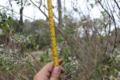 Baccharis halimifolia