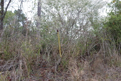 Baccharis halimifolia