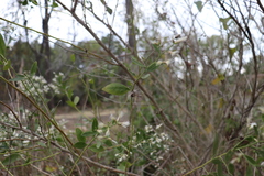 Baccharis halimifolia