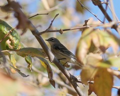 Setophaga coronata coronata × auduboni