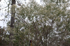 Baccharis halimifolia