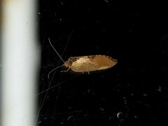 Drepanacra binocula