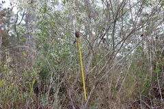 Baccharis halimifolia