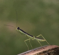 Orthodera ministralis