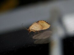 Drepanacra binocula