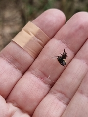 Gasteracantha quadrispinosa