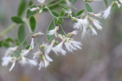 Baccharis halimifolia