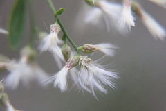 Baccharis halimifolia