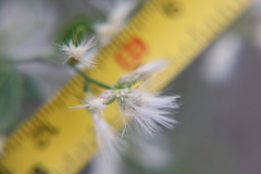 Baccharis halimifolia