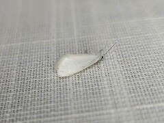 Tipanaea patulella